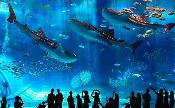 Хургада, Большой аквариум